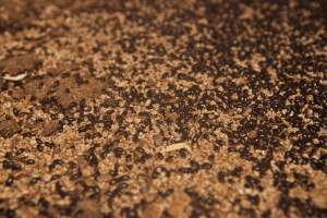 Floor filled with bugs - Australian duck farming - Captured at Tinder Creek Duck Farm, Mellong NSW Australia.