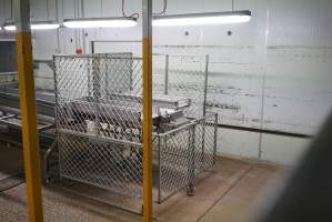 Start of chick sorting area - Trays of live chicks are stacked here on hatching days and dumped onto conveyor belt. - Captured at SBA Hatchery, Bagshot VIC Australia.