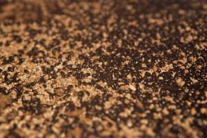 Floor filled with bugs - Australian duck farming - Captured at Tinder Creek Duck Farm, Mellong NSW Australia.