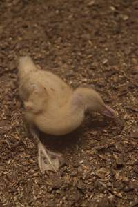 Australian duck farming, 2012