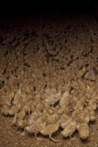 Australian duck farming - Captured at Tinder Creek Duck Farm, Mellong NSW Australia.