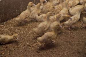 Australian duck farming - Captured at Tinder Creek Duck Farm, Mellong NSW Australia.