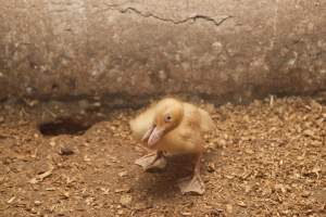 Australian duck farming, 2012