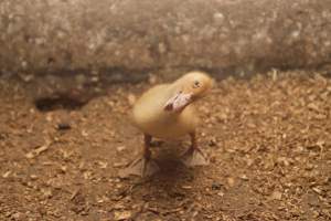 Australian duck farming, 2012