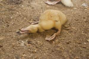 Australian duck farming, 2012