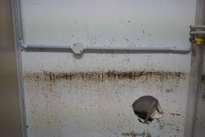 Inside sealed macerator room - Wall above maceration pipe - Captured at SBA Hatchery, Bagshot VIC Australia.