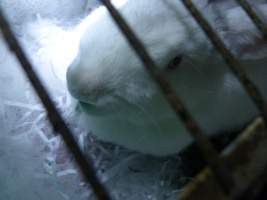 Rabbit farming at Baldivis Rabbits WA - Captured at Baldivis Rabbits, Baldivis WA Australia.