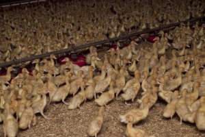 Australian duck farming - Captured at Tinder Creek Duck Farm, Mellong NSW Australia.