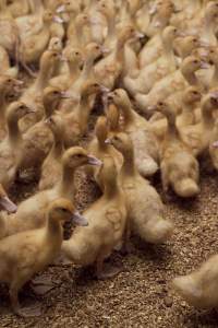 Australian duck farming - Captured at Tinder Creek Duck Farm, Mellong NSW Australia.