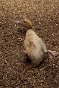 Australian duck farming, 2012