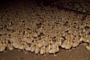 Australian duck farming - Captured at Tinder Creek Duck Farm, Mellong NSW Australia.