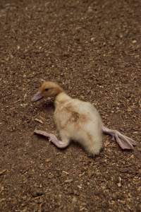 Australian duck farming - Captured at Tinder Creek Duck Farm, Mellong NSW Australia.