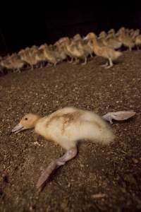 Australian duck farming - Captured at Tinder Creek Duck Farm, Mellong NSW Australia.