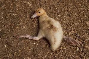 Australian duck farming - Captured at Tinder Creek Duck Farm, Mellong NSW Australia.