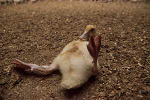 Australian duck farming, 2012