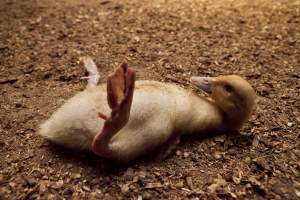 Australian duck farming - Captured at Tinder Creek Duck Farm, Mellong NSW Australia.