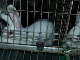 Rabbit farming at Baldivis Rabbits WA - Captured at Baldivis Rabbits, Baldivis WA Australia.