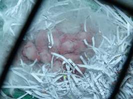 Rabbit farming at Baldivis Rabbits WA - Captured at Baldivis Rabbits, Baldivis WA Australia.