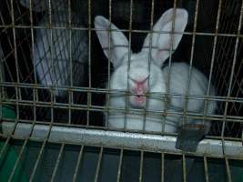 Rabbit farming at Baldivis Rabbits WA - Captured at Baldivis Rabbits, Baldivis WA Australia.