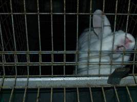 Rabbit farming at Baldivis Rabbits WA - Captured at Baldivis Rabbits, Baldivis WA Australia.