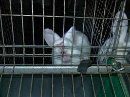 Rabbit farming at Baldivis Rabbits WA - Captured at Baldivis Rabbits, Baldivis WA Australia.