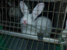 Rabbit farming at Baldivis Rabbits WA - Captured at Baldivis Rabbits, Baldivis WA Australia.