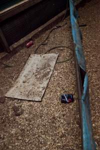 Floor of duck shed with soft drink cans - Australian duck farming - Captured at Tinder Creek Duck Farm, Mellong NSW Australia.