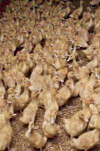 Australian duck farming - Captured at Tinder Creek Duck Farm, Mellong NSW Australia.