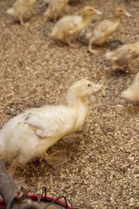 Australian duck farming - Captured at Tinder Creek Duck Farm, Mellong NSW Australia.