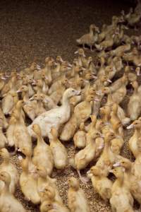 Australian duck farming - Captured at Tinder Creek Duck Farm, Mellong NSW Australia.