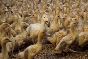 Australian duck farming - Captured at Tinder Creek Duck Farm, Mellong NSW Australia.