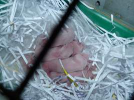 Rabbit farming at Baldivis Rabbits WA - Captured at Baldivis Rabbits, Baldivis WA Australia.