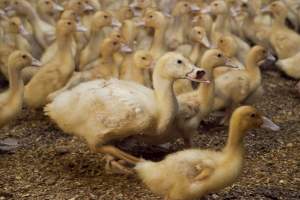 Australian duck farming, 2012