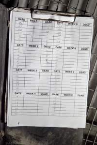 Mortality record - Captured at Tinder Creek Duck Farm, Mellong NSW Australia.