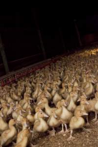 Australian duck farming - Captured at Tinder Creek Duck Farm, Mellong NSW Australia.