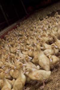 Australian duck farming - Captured at Tinder Creek Duck Farm, Mellong NSW Australia.