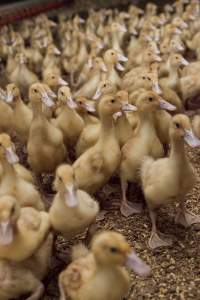 Australian duck farming - Captured at Tinder Creek Duck Farm, Mellong NSW Australia.