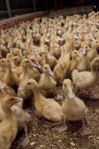 Australian duck farming - Captured at Tinder Creek Duck Farm, Mellong NSW Australia.