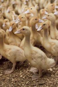 Australian duck farming, 2012