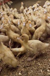 Australian duck farming - Captured at Tinder Creek Duck Farm, Mellong NSW Australia.