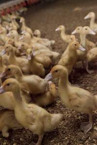 Australian duck farming - Captured at Tinder Creek Duck Farm, Mellong NSW Australia.