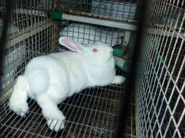 Rabbit farming at Baldivis Rabbits WA - Captured at Baldivis Rabbits, Baldivis WA Australia.