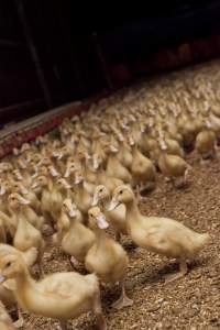 Australian duck farming - Captured at Tinder Creek Duck Farm, Mellong NSW Australia.