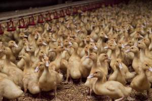 Australian duck farming - Captured at Tinder Creek Duck Farm, Mellong NSW Australia.