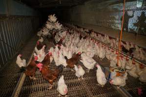 Parent birds - Brown chickens are males (roosters), white are females. Their eggs are collected and taken to the hatchery. - Captured at SBA Hatchery, Bagshot VIC Australia.