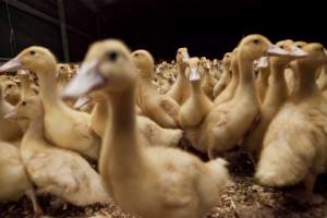 Australian duck farming - Captured at Tinder Creek Duck Farm, Mellong NSW Australia.