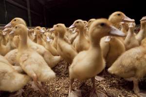 Australian duck farming - Captured at Tinder Creek Duck Farm, Mellong NSW Australia.