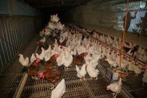 Parent birds - Brown chickens are males (roosters), white are females. Their eggs are collected and taken to the hatchery. - Captured at SBA Hatchery, Bagshot VIC Australia.