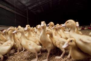 Australian duck farming - Captured at Tinder Creek Duck Farm, Mellong NSW Australia.