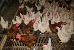 Parent birds - Brown chickens are males (roosters), white are females. Their eggs are collected and taken to the hatchery. - Captured at SBA Hatchery, Bagshot VIC Australia.